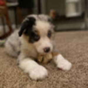 Meet your Posher, Ian